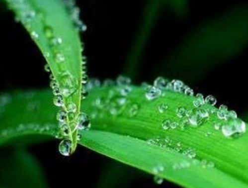 癸水：绿茶小三
