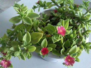 花卉植物主题组合