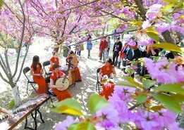 玉渊潭晚樱绽放，五大打卡地等你来赏！