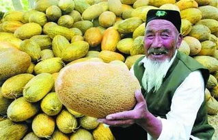 哈密瓜田—甘甜至极的崭新鲜体验
