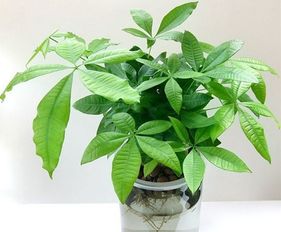 给植物起个好名字