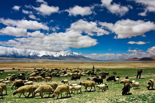 三、 昌图鳄鱼园：与鳄鱼共舞的奇幻之旅