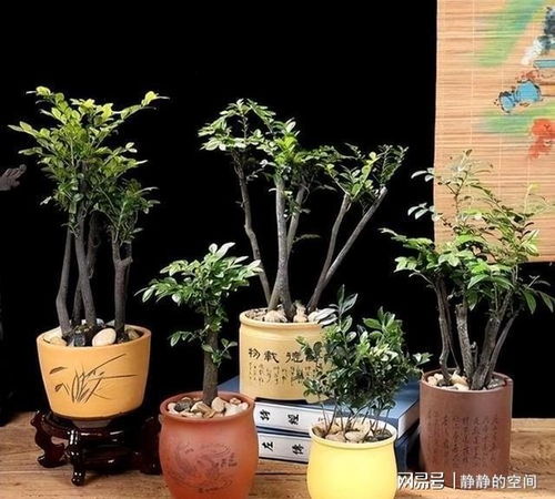 1.2 火属性植物别乱放