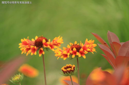 到底是鼠还是猪？两种划分方法让你眼花缭乱！