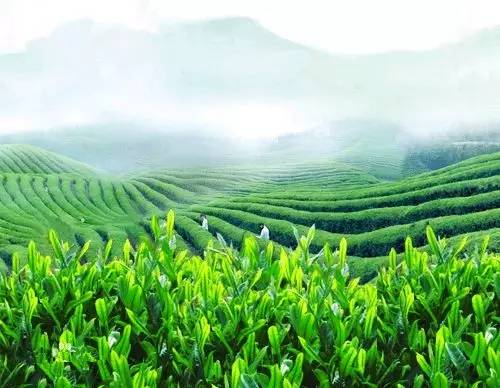 老祖宗的茶树快被踩成渣渣了