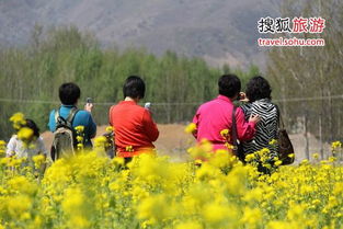 房山较长沟镇：京郊最较大规模金黄梦幻境