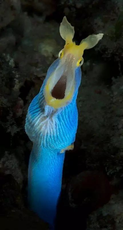 萌翻了：翻车鱼