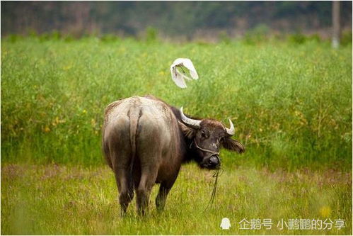 1. 鼠——灵活但有点小心眼