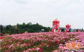 四、 2. 周末花市——逛街也能学园艺?