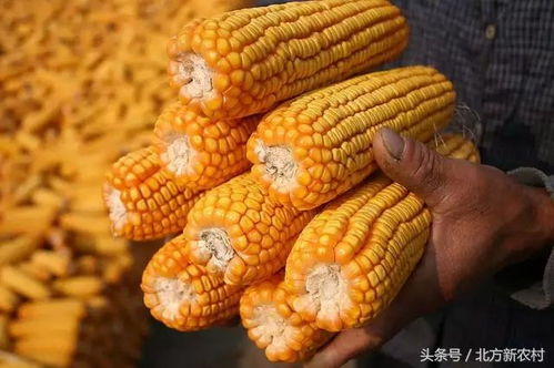 玉米棒子有什么深层寓意或象征意义？