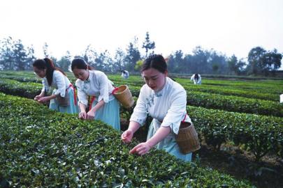 采茶竟要用嘴？这是什么骚操作！