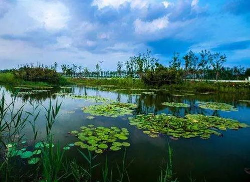第六站：贾汪湿地公园——天然之魂