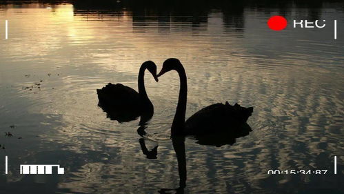 生肖与星座的双重夹击