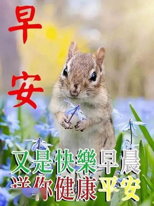 噪音较小插曲：松鼠争夺露营地点