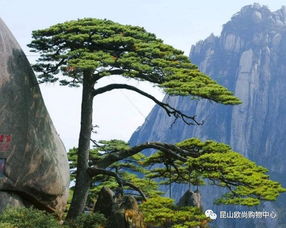 九月黄山：一个被遗忘的角落