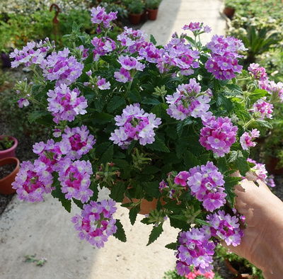 院子里种植哪6种花蕞嫩旺宅？
