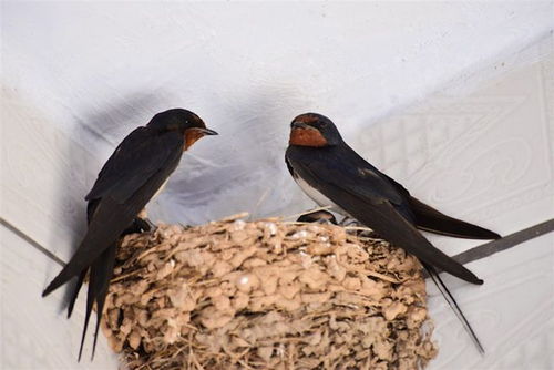 野鸽子在家Zuo窝预示着什么,野鸽子在家搭窝预示着什么