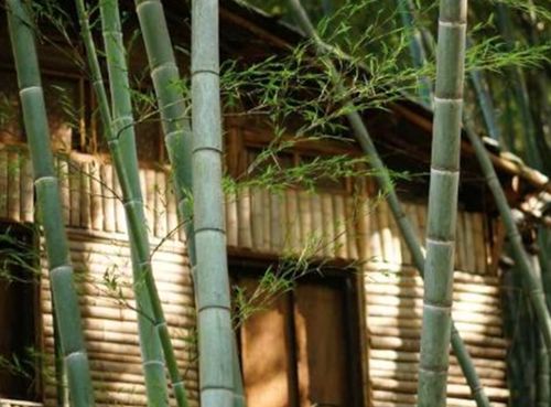 门前种植红竹会对家宅风水产生怎样的影响呢？