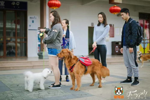 从冻成狗到热成狗：一段乱七八糟的南北穿越记