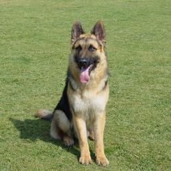 一、  狗的五行玄机与风水密码：汪汪声里的宇宙奥秘