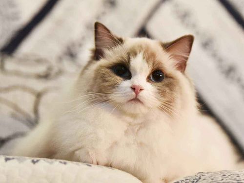 布偶猫：温柔的仙女