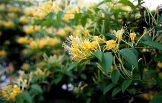 金银花嫩种在阳台风水上吗,金银花室内阳台嫩养活吗