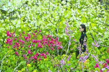 1. 桃花艺术展