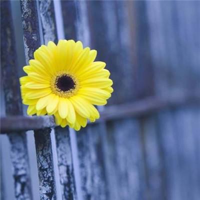 微信头像用黄花的意思,用黄花Zuo头像风水