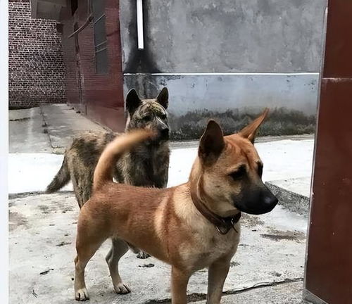 ：板凳狗与土狗的玄学迷思