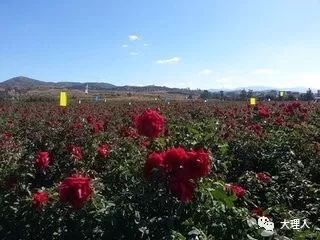 第一站：裕丰花市——老合肥的“花瓣狩猎场”，  早上6点开抢才新鲜鲜