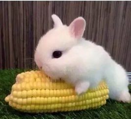 兔兔老公：玻璃心成精