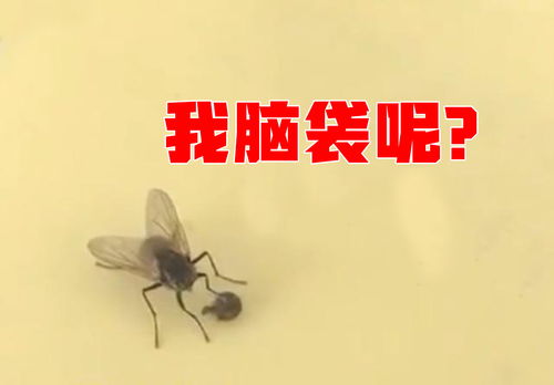 哪个生肖在惊慌失措时会表现得像无头苍蝇一样四处乱撞？