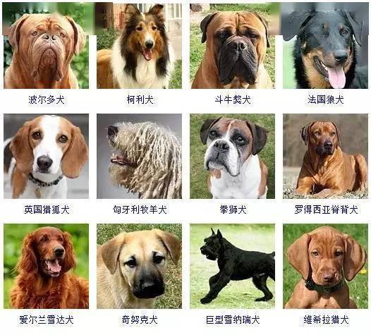 有没有什么带财运的狗狗名字创意，能让我家的毛孩子旺财旺运？