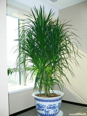 龙血树（Dracaena Draco）