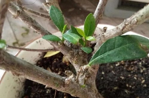 植物剪枝后用什么消毒,植物剪叶有好处吗