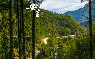 1. 安吉大竹林农家乐：农家风味的天堂