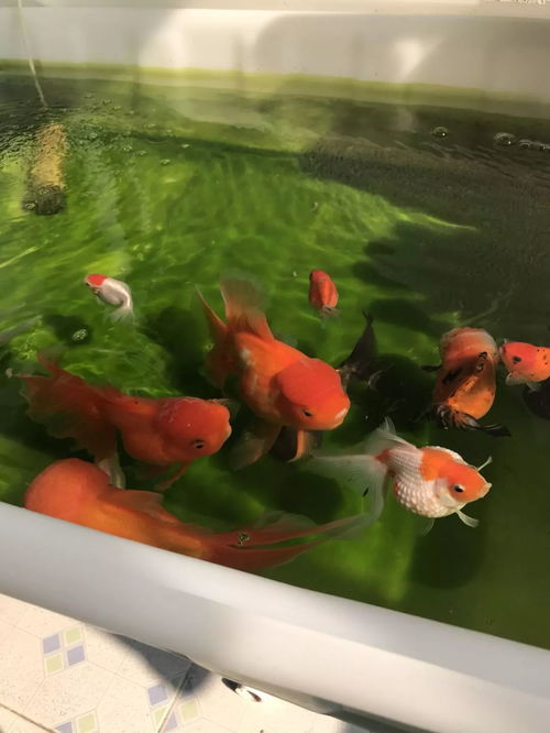 风水学养几条鱼比较好,请问风水大师家里养几条鱼Zui好