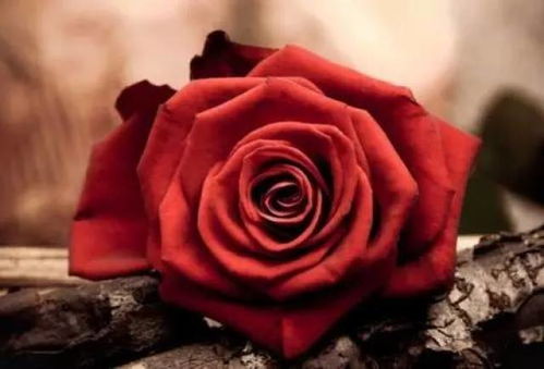 情人节？情人劫！