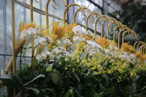 3.1 花的世界：一场视觉盛宴
