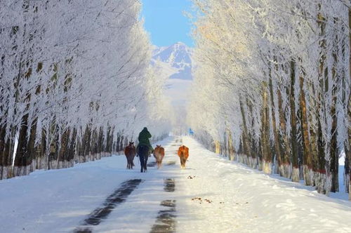 冬日雪景银装素裹， 一切都变得神秘莫测