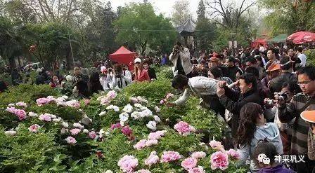七、 洛阳牡丹之城——春天来的太快（春季噪声）🌺🌼🌸