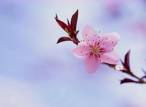 落花听雨：孤芳自赏 , 婉约更多情
