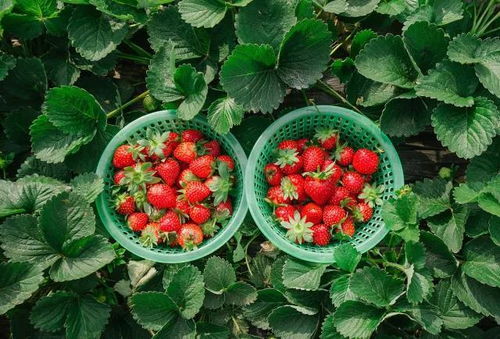 最佳时间：避开人挤人的黄金时段