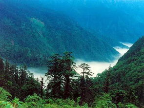 乐山黑竹沟未解之谜,乐山黑竹沟风水好吗