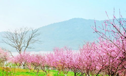 金秋赏桂，四季皆景(现在还没桂花呢!)