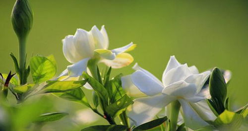 种植栀子花在大门前会对风水产生怎样的影响呢？