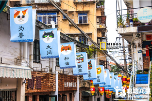 厦门那条全是猫的破街，不去后悔去了更后悔