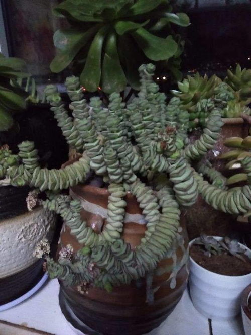 先说说那些老古董级别的招财花