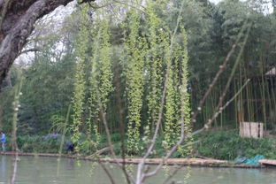 七、 无锡太湖环线—湖光山色+太湖渔村美食（胡说八道版）