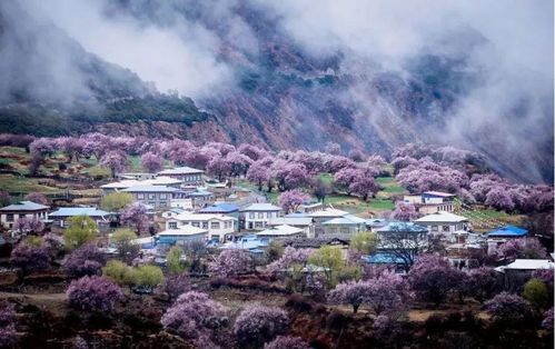 春日里的粉色诱惑， 波密桃花沟等你来